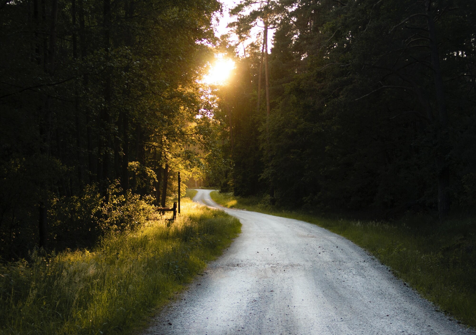 Camino entre árboles al amanecer, símbolo de un nuevo ritmo diario